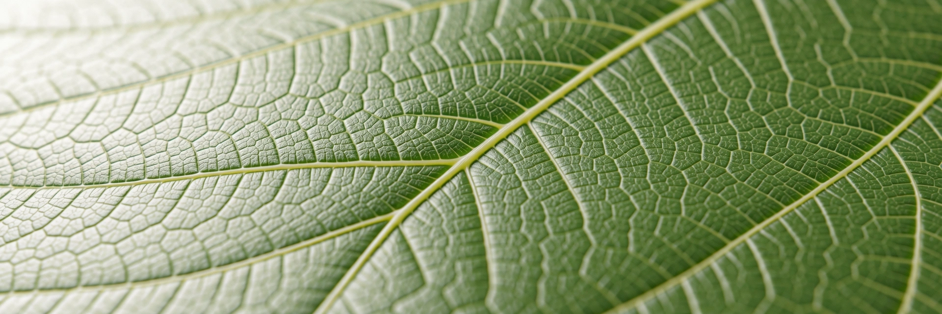 Estructura y Crecimiento